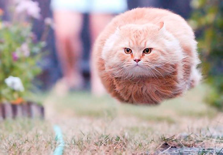 perfectly-timed-funny-cat-pictures-5