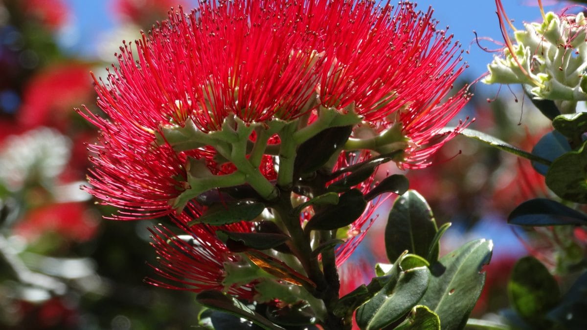 phutukawa flowering in New Zealand