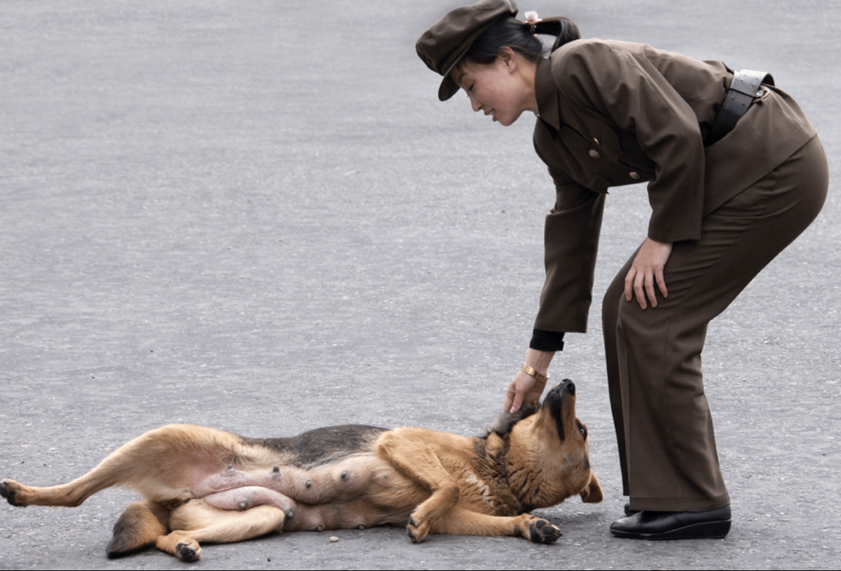 Dogs in North Korea