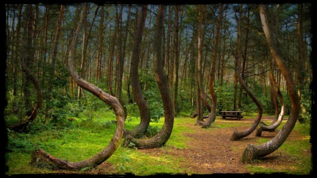 Hoia Baciu Forest in România
