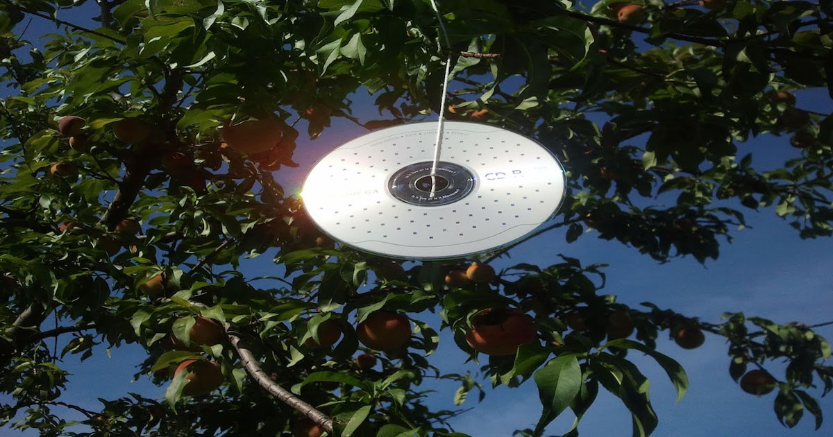 He Hangs An Old CD From A Tree, When You See Why You Will Too