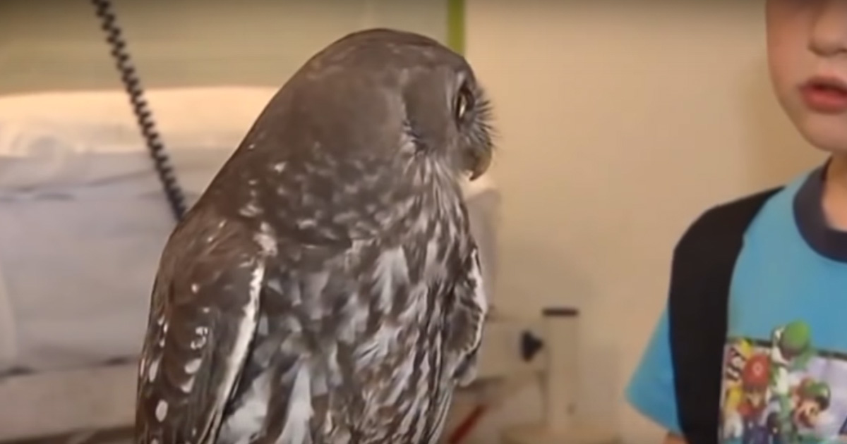 This Owl’s Facial Expression Has Gone Viral – Watch This Video To See Why