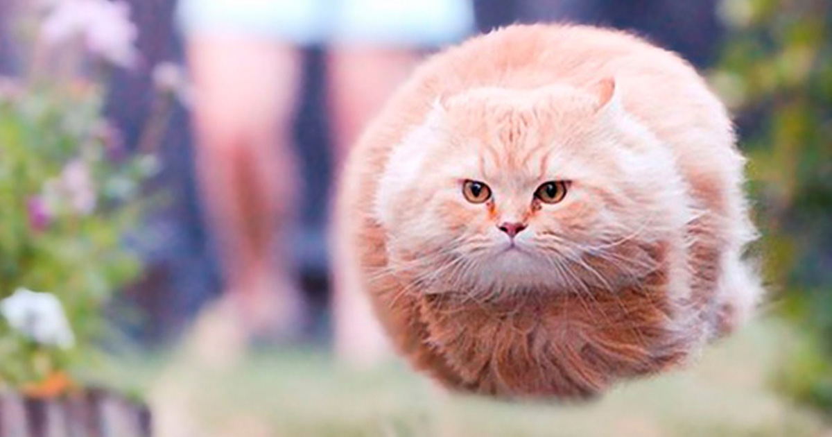 20 Purrfectly Timed Cat Photos Taken At Just The Right Meawment
