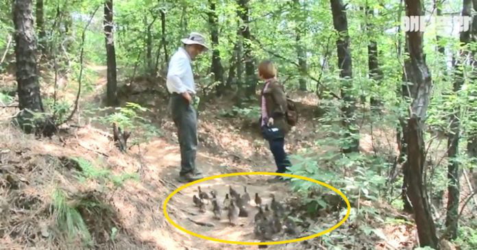 A Group Of Ducklings Think This Man Is Their Mother And They Follow Him Everywhere