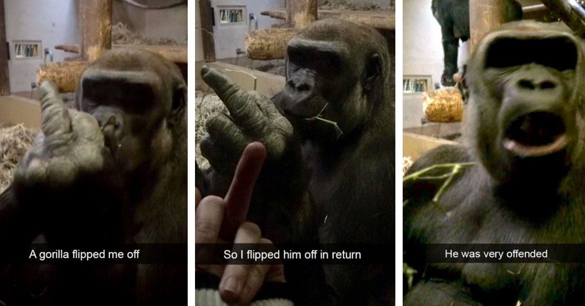 20 Animal Snapchats That Will Instantly Lift Your Mood!