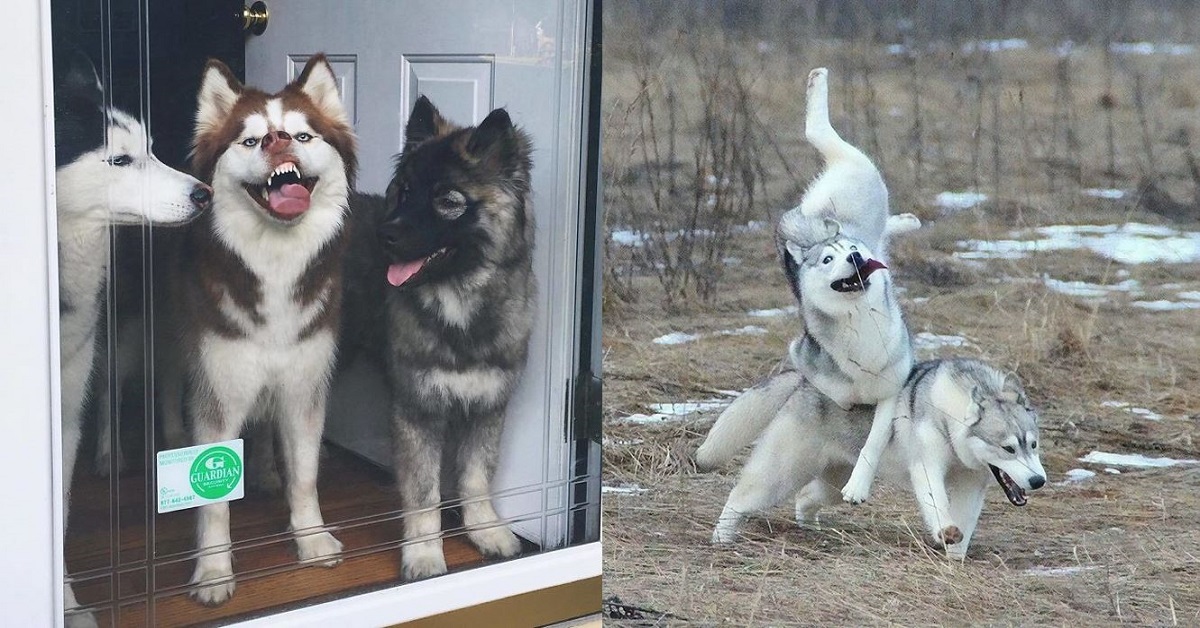 20 Reasons Why Huskies Are The Funniest Dogs Ever