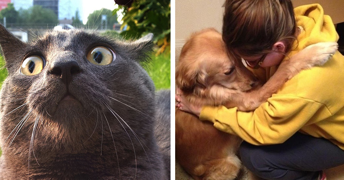 20 Reasons Why ANIMALS Are 100% BETTER Than Humans