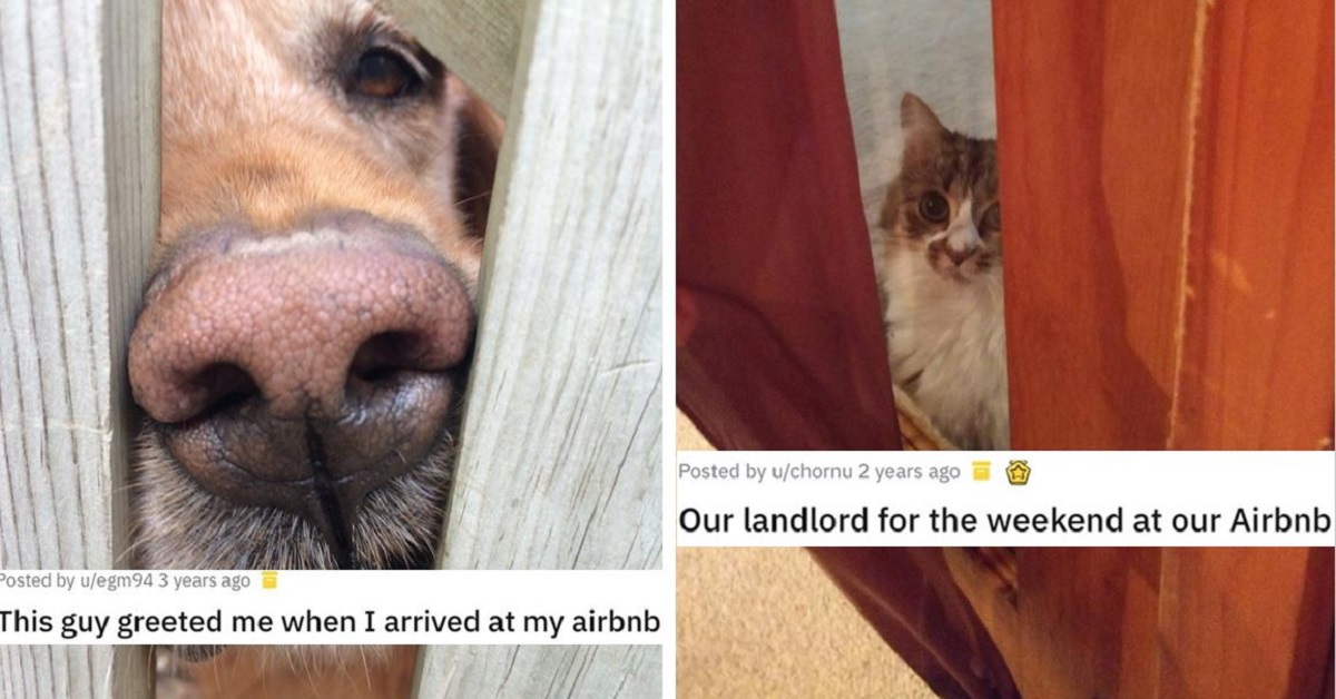 20 Airbnb Cats And Dogs That Deserve A 5-Star Review