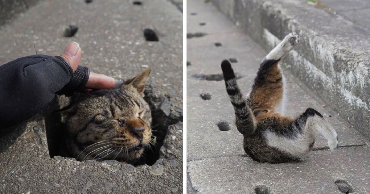 Japanese Photographer Captures Beautiful Stray Cats Having Fun