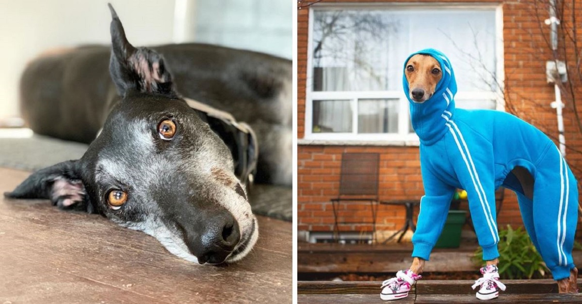 20 Pictures That Leave You No Choice But To Go Out And Adopt A Greyhound