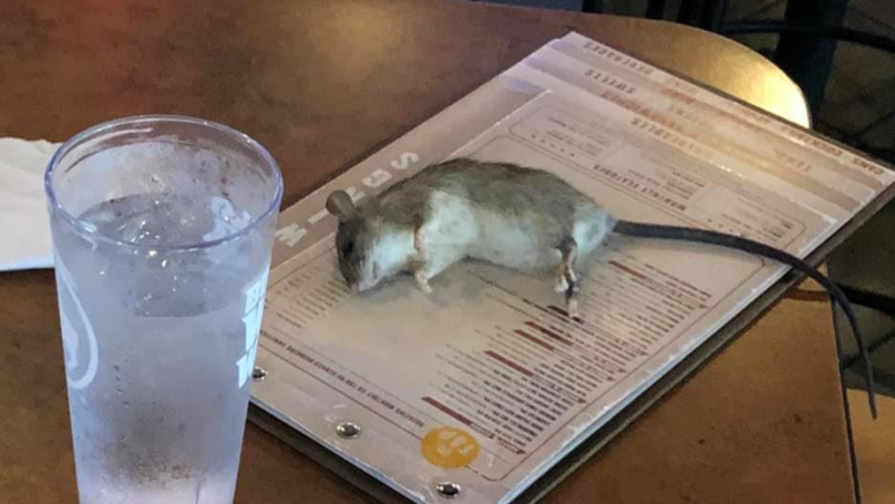 Live Rat Falls From The Ceiling In Chicken Wings Restaurant