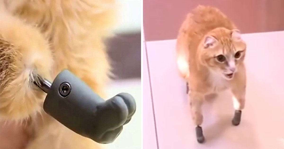 Heartwarming Cat Who Lost Limbs To Frostbite Becomes World’s First To Have Bionic Paws