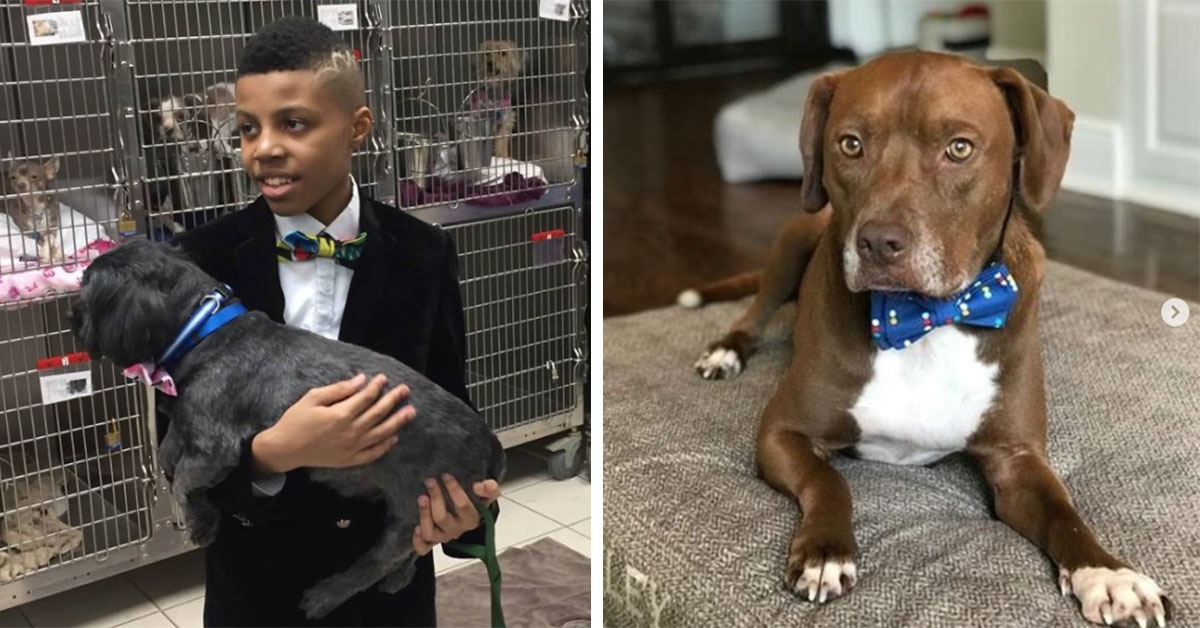 This 12 Year-Old Hand-makes Bow Ties To Get Animals Adopted
