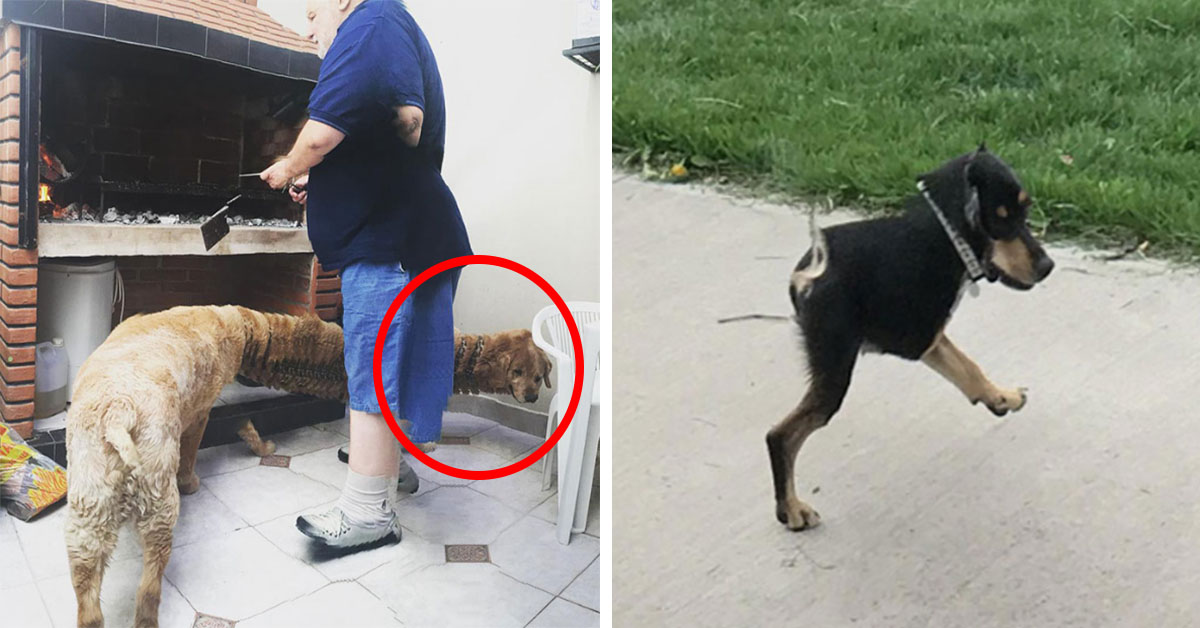 15 Hilarious Panoramic Photo Fails People Took Of Their Pets  Copy