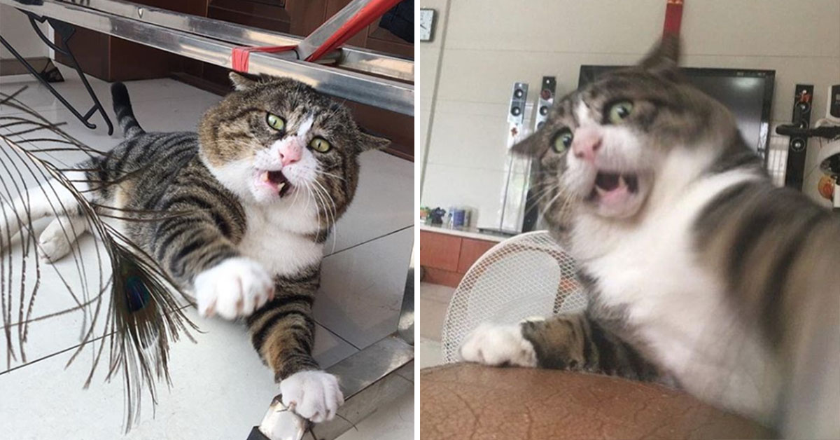 This Expressive Fat Cat Is Going Viral For His Hilariously Dramatic Reactions
