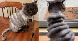 Family Cat Gets Bizarre Haircut And Ends Up Looking Like A Slinky, Much To Owner’s Dismay