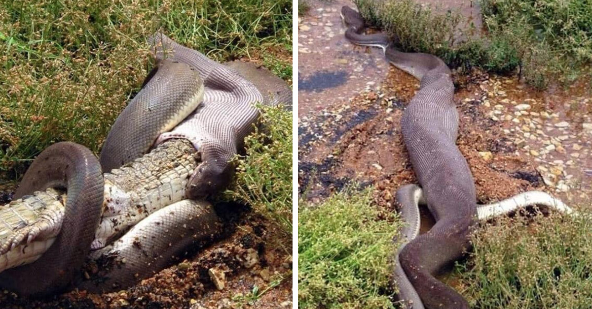 Terrified Kayaker Discovers Massive Python Swallowing Huge Crocodile Whole In Australian Swap