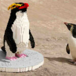 Zookeepers Capture The Moment These Adorable Penguins Met Their Lego Counterpart